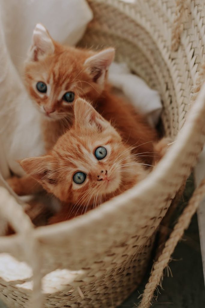 Cute orange kittens with blue eyes cuddled together in a wicker basket.